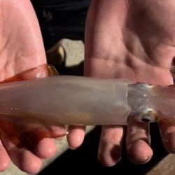 淡路島観光ホテルでタチウオ、ケンサキイカ、カワハギ